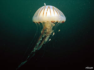 Фото Подводный мир Медузы Цветной фон животное