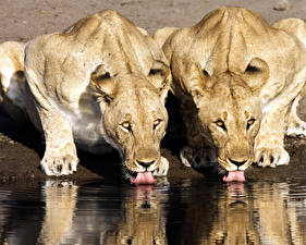 Bakgrunnsbilder Store kattedyr Løve Drikker vann Dyr