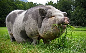 Фото Домашняя свинья