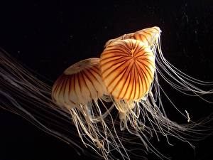 Papel de Parede Desktop Mundo subaquático Medusas Fundo preto Animalia