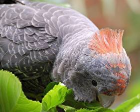 Desktop hintergrundbilder Vögel Papagei Tiere