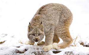 Bureaubladachtergronden Pantherinae Lynx