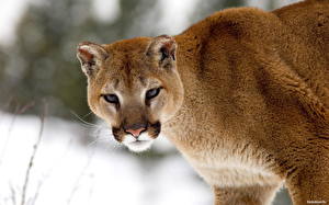 Bilder Große Katze Pumas ein Tier