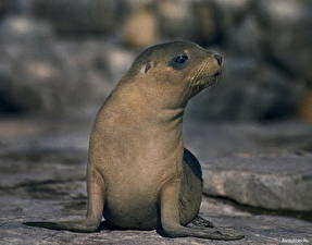 Picture Seals Animals