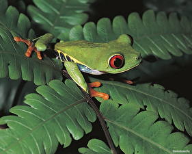 Wallpaper Frogs