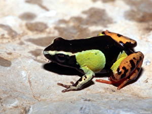 Wallpapers Frogs animal