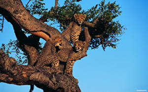 Wallpaper Big cats Cheetah Cubs animal