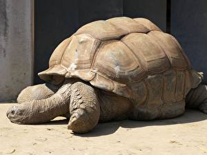 Bureaubladachtergronden Schildpadden Dieren