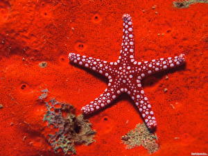 Sfondi desktop Mondo sottomarino Stelle marine Animali