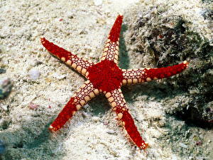 Pictures Underwater world Sea stars Animals