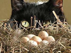 Fotos Katzen Eier Nest Tiere