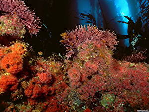 Photo Underwater world Corals Animals