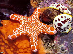 Картинки Подводный мир Морские звезды Животные