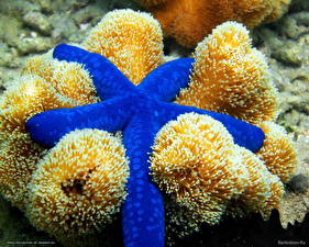 Papel de Parede Desktop Mundo subaquático Estrela-do-mar animalia