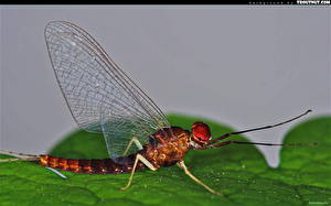 Papel de Parede Desktop Insetos Odonata Animalia