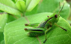 Bakgrunnsbilder Insekter Gresshoppe Dyr
