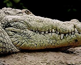 Bureaubladachtergronden Krokodillen