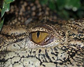 Bilder Krokodile Augen ein Tier