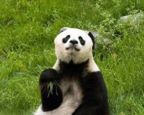 Sfondi desktop Orsi Panda gigante Animali