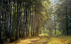 Fotos Wälder Straße Natur