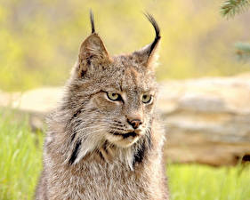 Fondos de escritorio Grandes felinos Lynx un animal