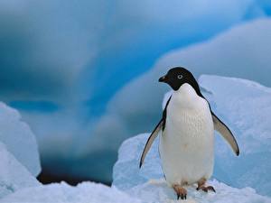 Fonds d'écran Pingouin