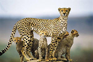 Image Big cats Cheetah animal