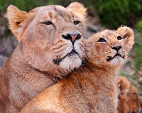 Bakgrunnsbilder Store kattedyr Løve Løvinne