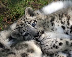 Papel de Parede Desktop Fauve Filhotes Leopardo-das-neves Animalia