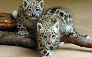 Papel de Parede Desktop Fauve Filhotes Leopardo-das-neves um animal