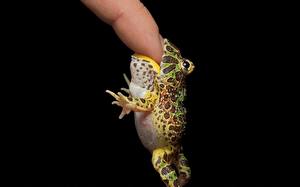 Pictures Frogs Black background animal