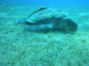 Fotos Schildkröten