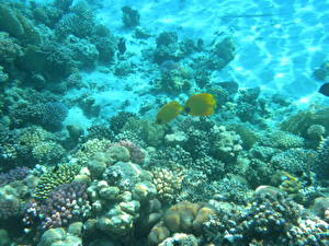 Wallpapers Underwater world Corals