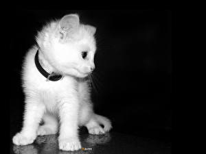 Fotos Hauskatze Kätzchen Schwarzer Hintergrund Tiere