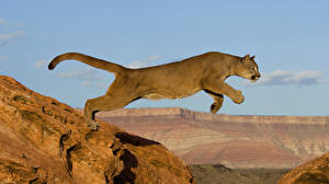 Bilder Große Katze Pumas