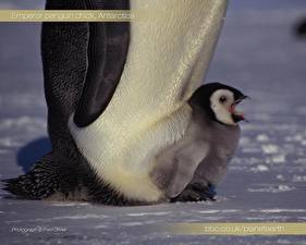 Fondos de escritorio Pingüinos un animal