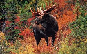 Picture Moose animal