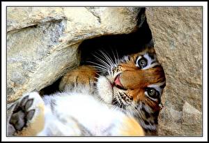 Hintergrundbilder Große Katze Tiger Babys Tiere