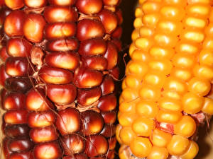 Fotos Gemüse Kukuruz Lebensmittel