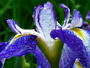 Bakgrundsbilder på skrivbordet Irissläktet blomma