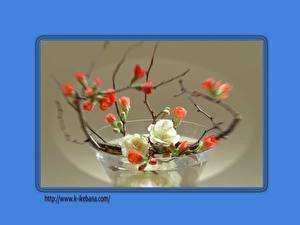 Fotos Ikebana Blüte