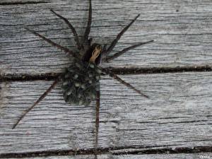 Bureaubladachtergronden Insecten De spin Dieren