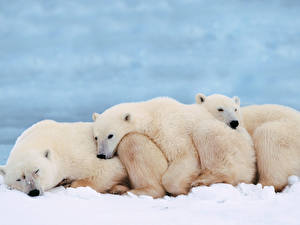Bakgrunnsbilder Bjørner Isbjørn