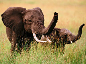 Image Elephants animal
