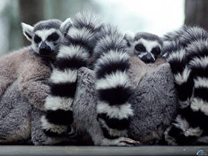 Image Lemurs animal