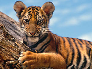 Bakgrundsbilder på skrivbordet Pantherinae Tigrar Ungar Djur