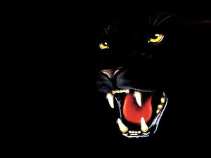 Фотография Большие кошки Пантеры Рисованные Черный животное