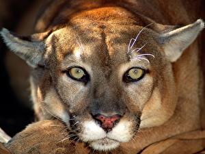 Fotos Große Katze Puma Tiere
