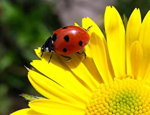 Photo Insects Ladybird animal
