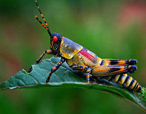 Wallpaper Insects Grasshoppers Animals